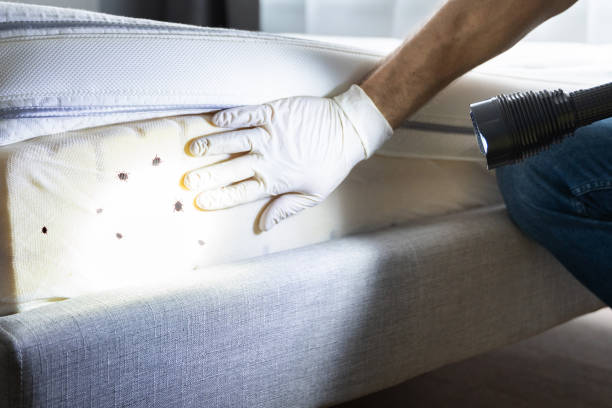 Best Emergency Pest Control  in Ten Mile Creek, MD