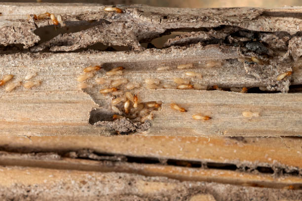 Best Commercial Pest Control Services  in Ten Mile Creek, MD