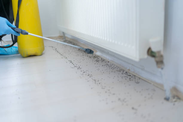 Wasp Removal Services in Ten Mile Creek, MD
